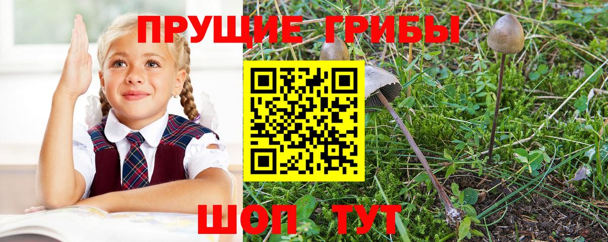 Псилоцибиновые грибы мицелий Волжск